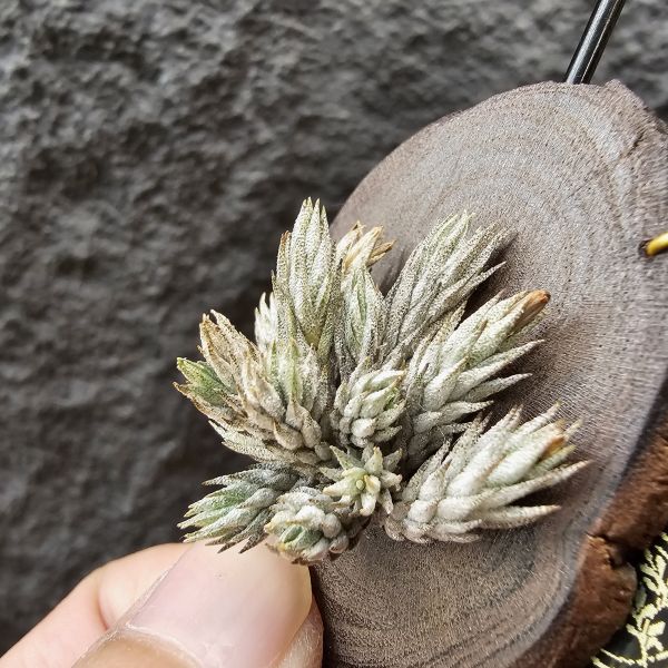 彈頭(14頭)/Tillandsia pedicellata(Argentina)~商店所販售彈頭品項~皆為嚴格挑選植株、無枯萎品項！ 