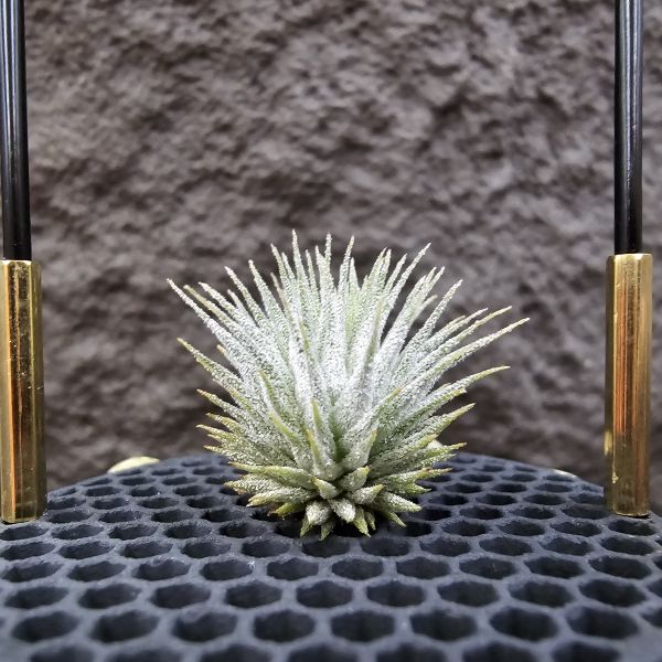 熱帶手雷 × 德K榛果(From JoLi)/Tillandsia ionantha Hand Grenade(Tropiflora) × haselnuss(KK) 