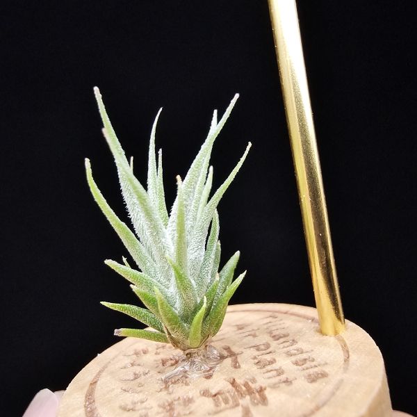 白天鵝 × 紅小犀牛/Tillandsia barfussii × pruinosa 