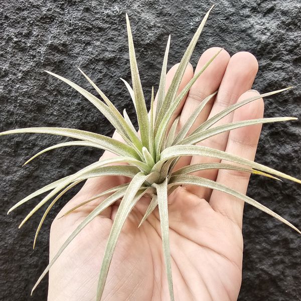 卡比橘×全紅小精靈(會顯色)/Tillandsia capitata orange × ionantha Rubra~ 