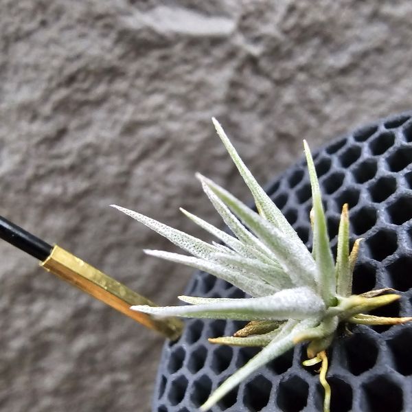 薄變(國際小型) × 熱帶K燒/Tillandsia gardneri v. rupicola(TI) × kautskyi(Tropiflora) 