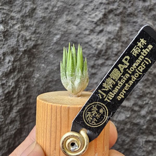 雨林AP小精靈/Tillandsia ionantha Apretado (RFI) 
