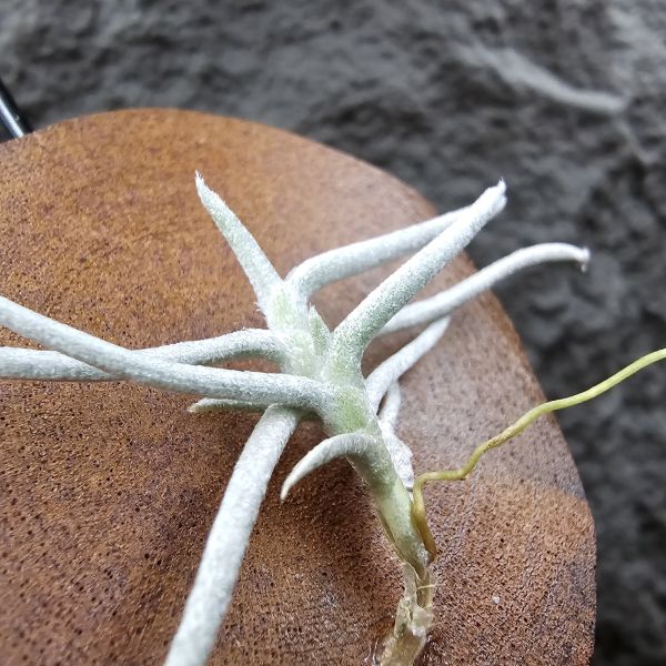 莫利斯(皆帶芽)/Tillandsia mollis~相當雪白的品種~已帶到非常強健好養的植株，以往剛進口並不好照顧。 