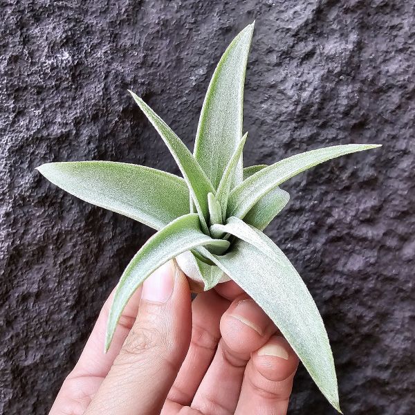 霸王鳳×墨西哥電捲(首輪芽)/Tillandsia xerographica × streptophllya Mexico #cyc380 