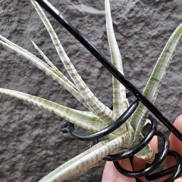 老虎(稀)/Tillandsia Holm's Tiger~台灣沒幾隻的老虎~有點葉傷特價，這價格很優惠！花時間養漂亮~ 