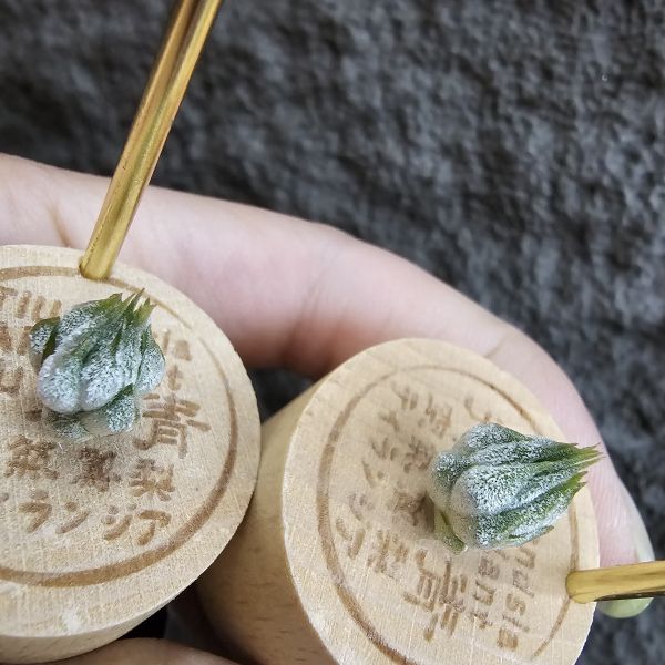 雨林AP(早期)較細葉~不挑株！/Tillandsia ionantha Apretado(RFI) 
