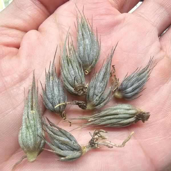 墨西哥SP.(特價、稍有葉傷品項不影響成長、不挑株無上木)/Tillandsia species(Mexico) 
