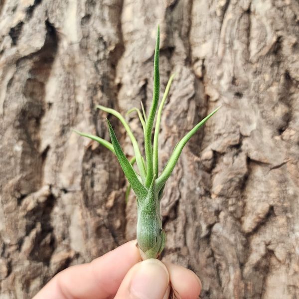 蜜桃小精靈-白花×貝利藝Texas/Tillandsia Ionantha Peach × Baileyi Texas 