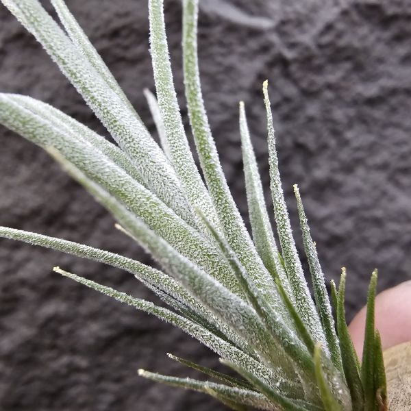 初戀 × (河豚×犀牛)/Tillandsia arequitae × (ehlersiana × seleriana RFI) 