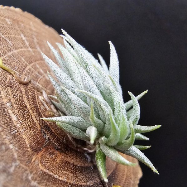 阿根廷蘿莉(1母株帶2芽)/Tillandsia loliacea(Argentina) 