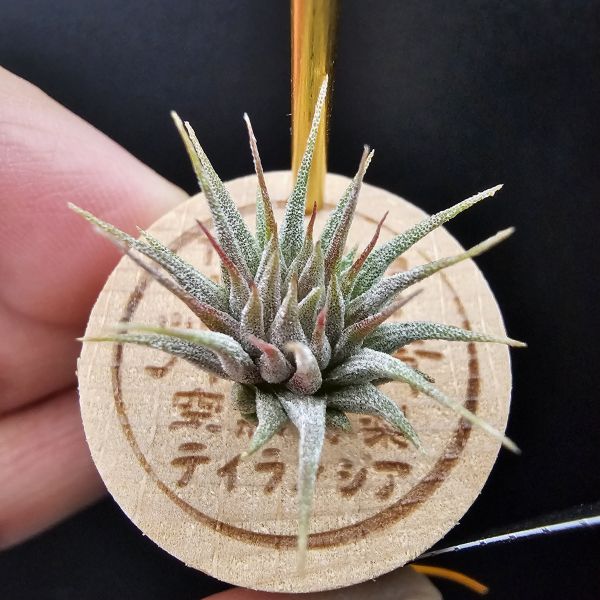 榛果精靈紫星(新品)/Tillandsia ionantha Hazelnut Stiff Purple Star~特殊個體，光照穩定或溫差，植株會帶有暗紫色，肉眼看較明顯、硬葉質感、新葉由短形態，隨著植株成長而生長！圖四參考較大植株！ 