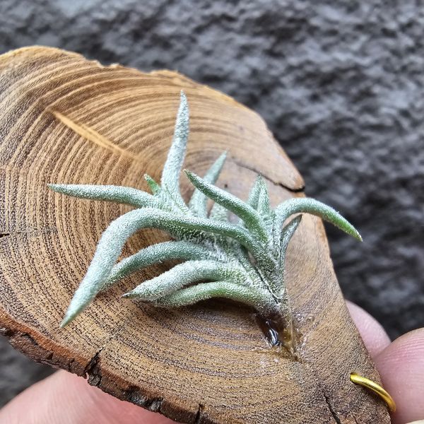 帕姆塔塔/Tillandsia permutata(Europe) 