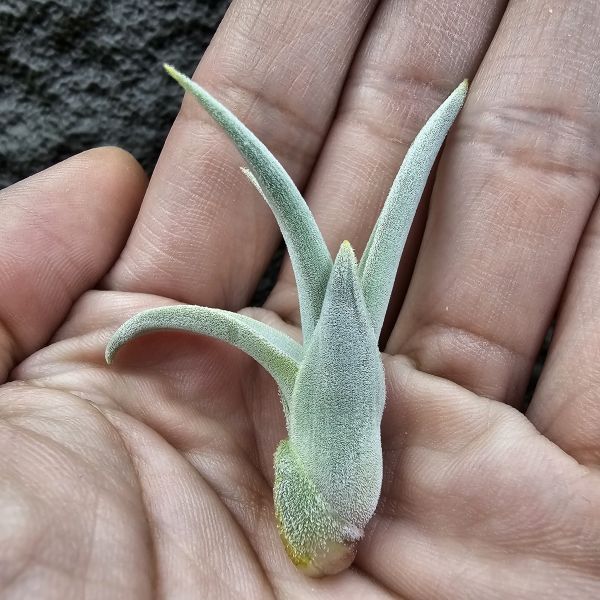 德K白天鵝X？(圖四、五母株參考)/Tillandsia barfussii X？(KK)德國農場相當高價的大型白天鵝！母株購買時近3W，具描述可能是與雪鵝SP.的交種，與常見的白天鵝相較看似有偏白些，有無差異則依個人的主觀判斷覺得有收藏價值在購買！ 