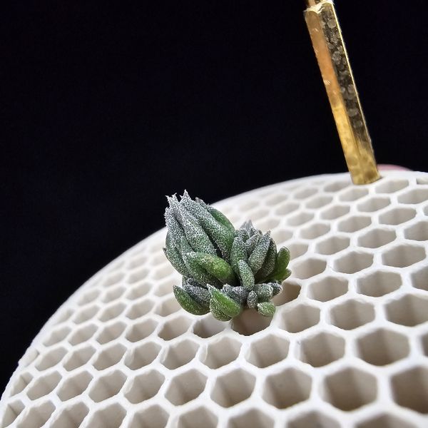 New~初戀(烏拉圭)×銀冰(母株1+6小芽)/Tillandsia arequitae(UY) × chiletensis~隨著植株成長會越來越白毛！ 