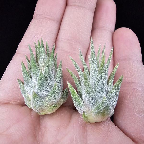 松果小精靈+天鵝絨小精靈/Tillandsia ionantha pinecone/Tillandsia ionantha Tall Velvet 