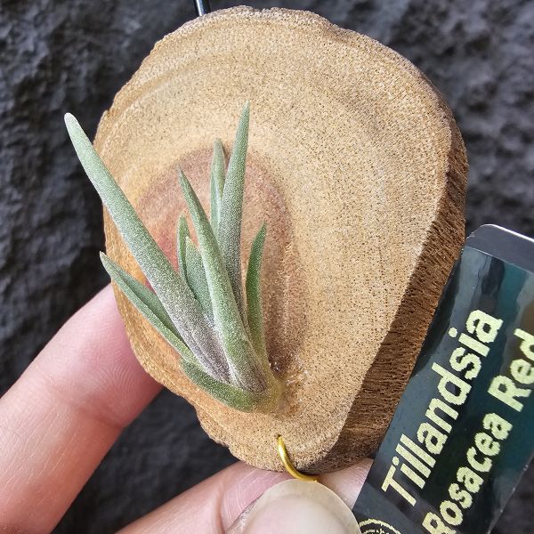 rosacea(紅色型)/Tillandsia rosacea Red 