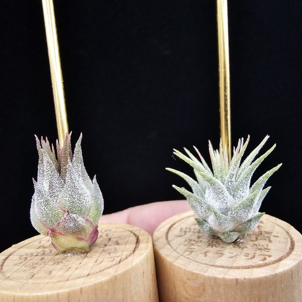 羅西塔小精靈(紅+綠)2株組合販售/Tillandsia ionantha Rosita~相同環境偏紅與綠色的個體 