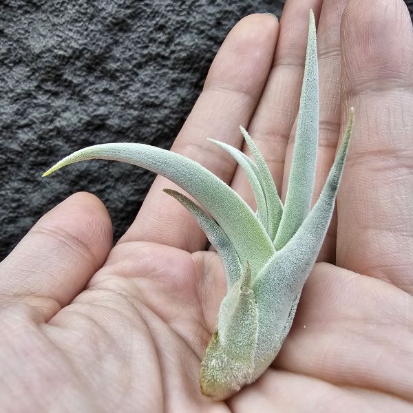 德K白天鵝X？(圖四、五母株參考)/Tillandsia barfussii X？(KK)德國農場相當高價的大型白天鵝！母株購買時近3W，具描述可能是與雪鵝SP.的交種，與常見的白天鵝相較看似有偏白些，有無差異則依個人的主觀判斷覺得有收藏價值在購買！ 