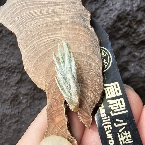 小型眉刷(少有)/Tillandsia cardenasii(Europe) 