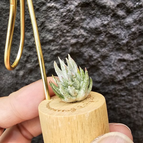 長莖萊恩/Tillandsia ionantha v. van-hyningii The cutest Ryan 