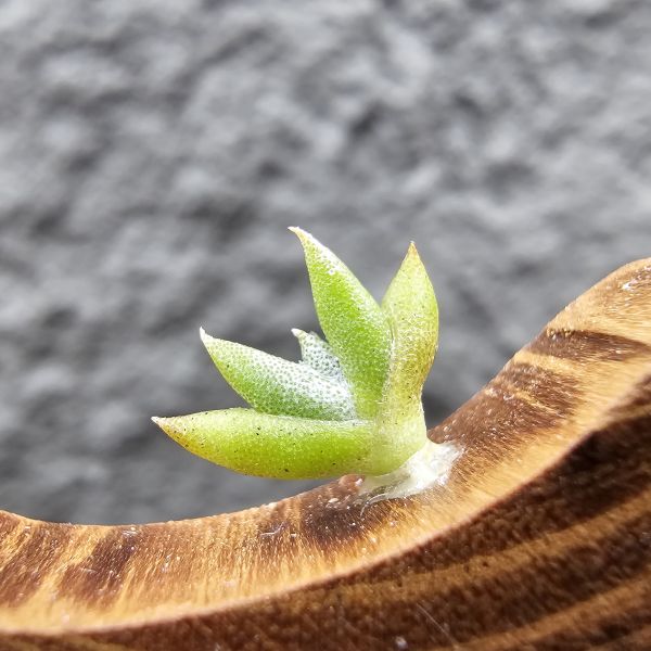 吉利實生/Tillandsia gilliesii forma major seedling 