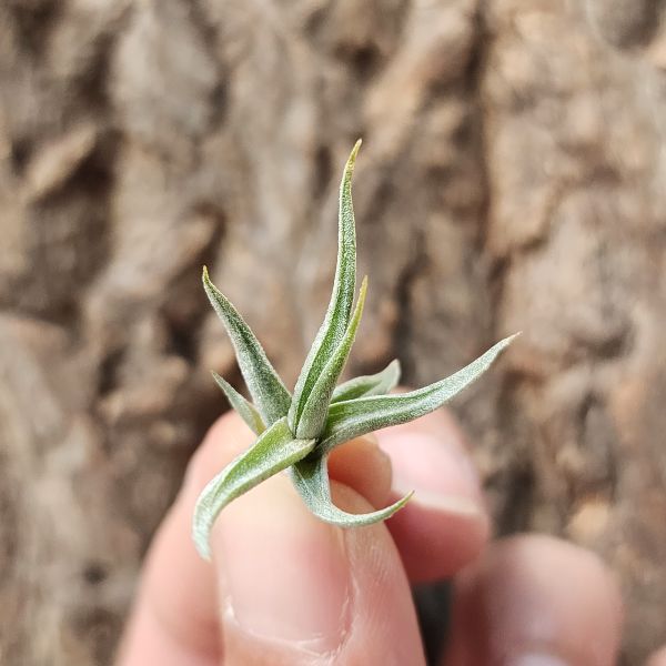 小金針-金色花/Tillandsia Funebris 