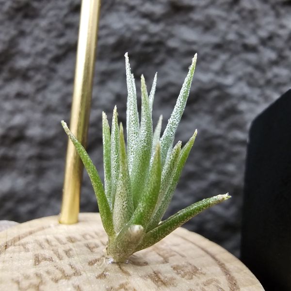 黃花媳婦(xip)×河豚/Tillandsia xiphioides var. lutea × ehlersiana 