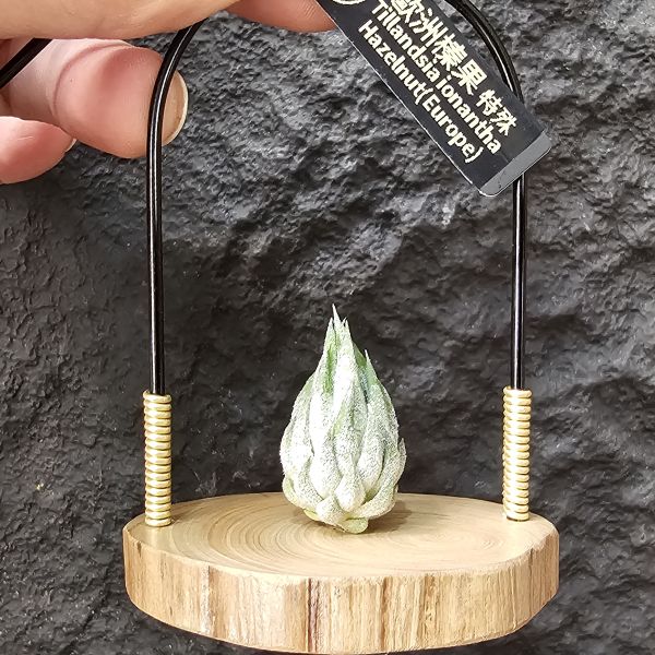 歐洲榛果(特殊)Tillandsia ionantha Hazelnut (Europe)~來源歐洲玩家、早期由一株栽培的後代芽、植株相當肉感、成株比起常見歐榛大 
