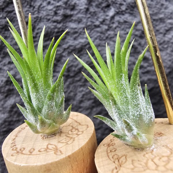 二筒小精靈(不挑株)/Tillandsia ionantha Two Tone(RFI) 