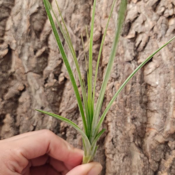 大三色×噴泉/Tillandsia Juncea × Exserta 