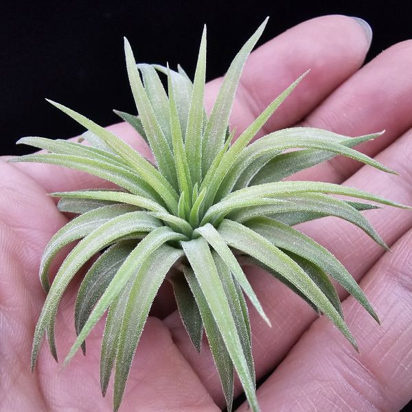 刺蝟小精靈/Tillandsia ionantha 'Hedgehog' 