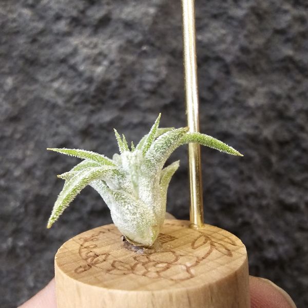 蜜桃小精靈紫花(斑)隨成長斑紋會逐漸明顯/Tillandsia ionantha Peach 