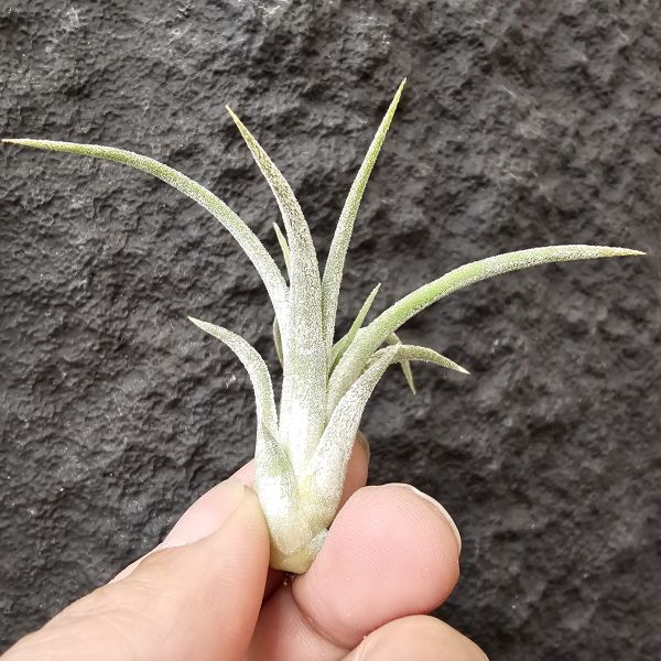 小精靈×子彈/Tillandsia ionantha × mitlaensis 