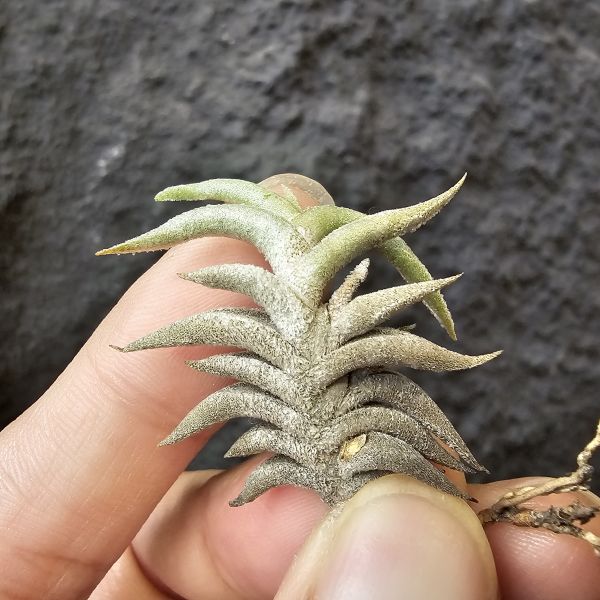 赫塔minor/Tillandsia Hirta minor~與一般尺寸的赫塔magio差別為minor的成株尺寸小一半、葉片較肥短~ 