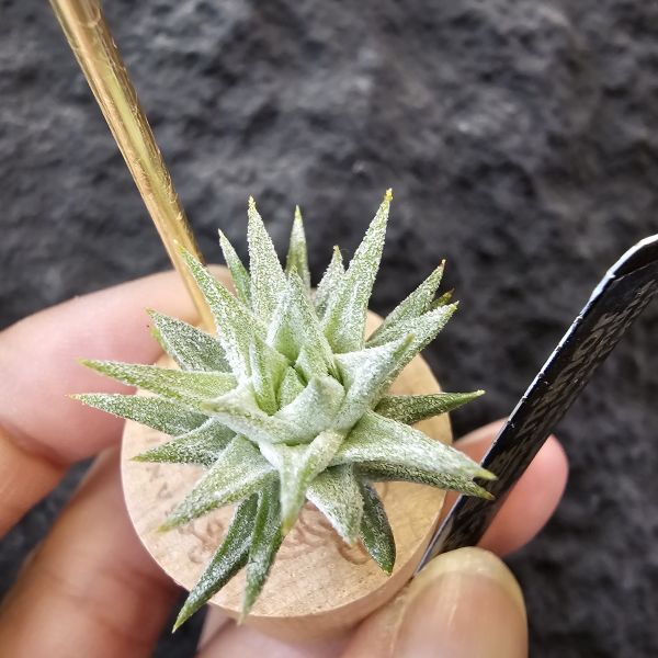 長莖minor/Tillandsia ionantha van. minor form 