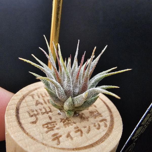 榛果精靈紫星(新品)/Tillandsia ionantha Hazelnut Stiff Purple Star~特殊個體，光照穩定或溫差，植株會帶有暗紫色，肉眼看較明顯、硬葉質感、新葉由短形態，隨著植株成長而生長！圖四參考較大植株！ 