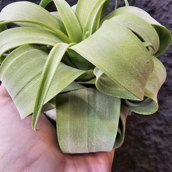 特選~電捲燙(瓜地馬拉)/Tillandsia streptophylla~很肥很肥很肥、很寬葉很寬葉很寬葉、偏青綠葉！ 