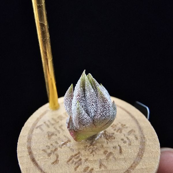 羅西塔小精靈(選拔)/Tillandsia ionantha Rosita~形態集束，成株葉子較短的選拔個體、圖四母株參照！ 