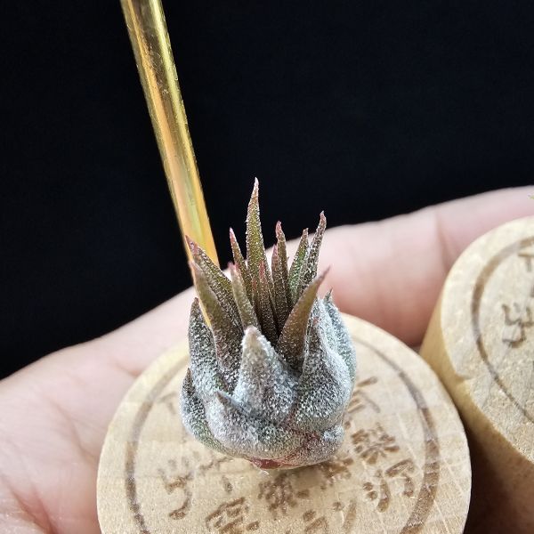 羅西塔小精靈(紅+綠)2株組合販售/Tillandsia ionantha Rosita~相同環境偏紅與綠色的個體 