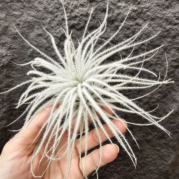 厄瓜多雞毛撢子(特大)/Tillandsia tectorum ecudaor 