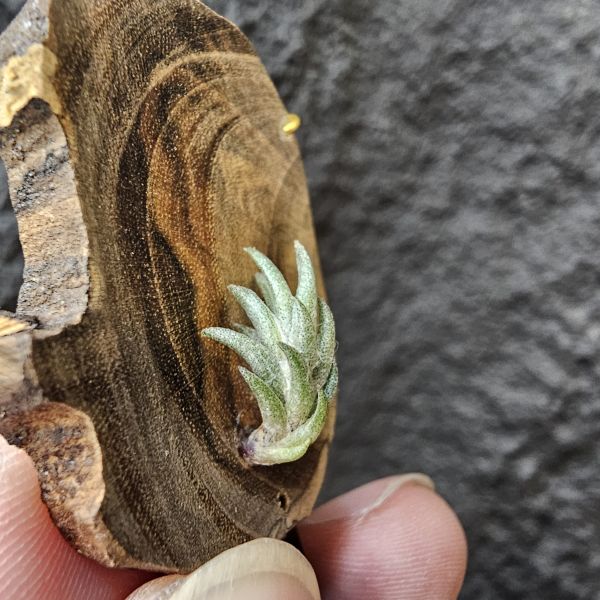 Tillandsia Muhriae(Europe)/法國原生種 