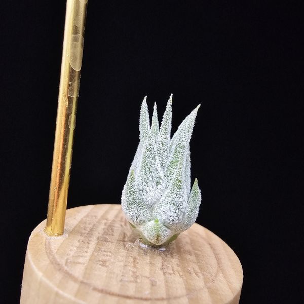 薰衣草小精靈(夏威夷)/Tillandsia ionantha Hawaiian Lavender 