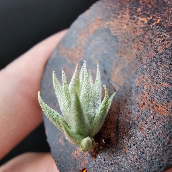 歐洲蘿莉/Tillandsia loliacea(Europe) 