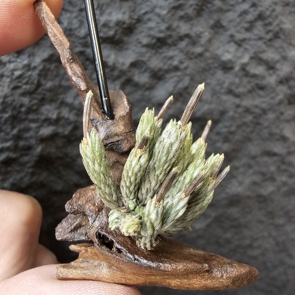 牙籤/Tillandsia minutiflora 