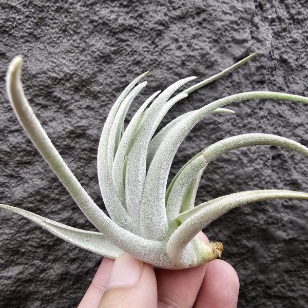 鳥岩大M(一咪咪葉傷參考圖四)/Tillandsia minasgeraisensis(Bird Rock) 