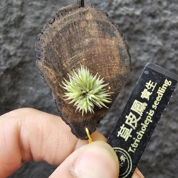 草皮鳳(實生)/Tillandsia tricholepis seedling 