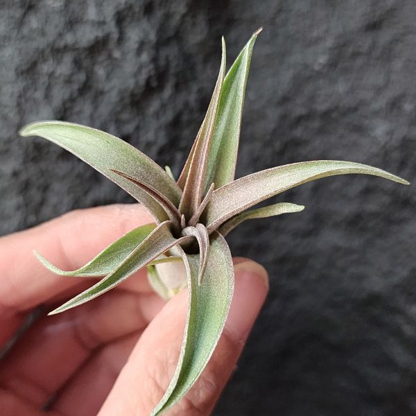 杜蘭斯×電捲燙-稀少/Tillandsia Durangensis × Streptophylla 