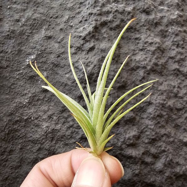 勞倫茲×迷你電捲/Tillandsia lorentziana × diguetii 