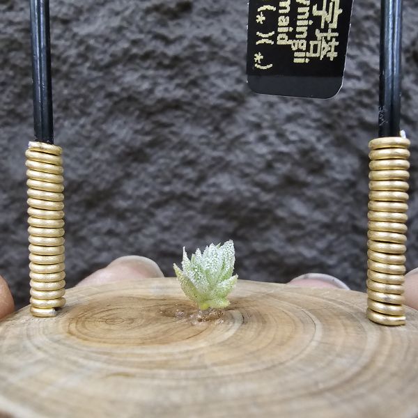 長莖小型 × 金字塔/Tillandsia ionantha v. vanhyningii Small Form × ionantha Pyramid 