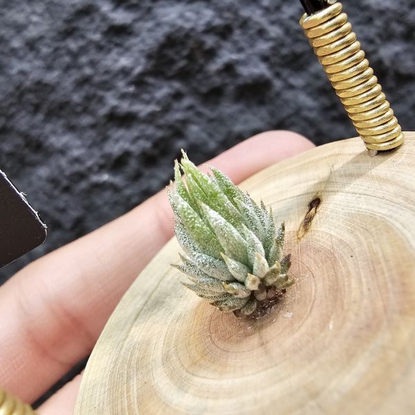 MiniQ/Tillandsia ionantha MiniQ~From JoLi (⁎  )(  ⁎) 